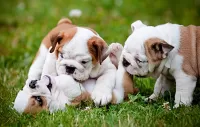 パズル Playful puppies