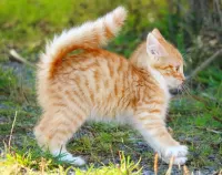 Zagadka Playful kitty