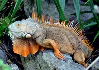 Rompicapo Iguana
