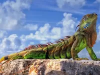 Rompecabezas Beautiful iguana