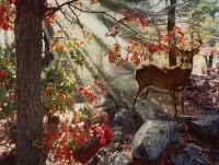 Jigsaw Puzzle Indian Summer Encounter