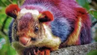 Jigsaw Puzzle Indian squirrel