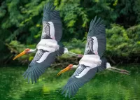 Jigsaw Puzzle Painted stork 