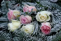 Rompecabezas Frost on flowers