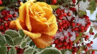 Bulmaca Hoarfrost on a flower