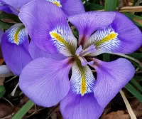 Слагалица Iris