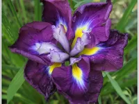 Rätsel Iris