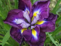 Rätsel Iris