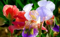 Slagalica Irises