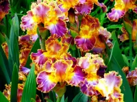 Puzzle Irises