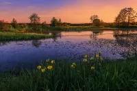 Zagadka Irises by the pond