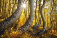 Jigsaw Puzzle curved birches