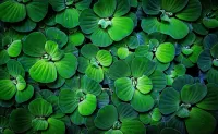 Jigsaw Puzzle Emerald leaves