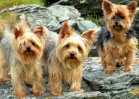 Jigsaw Puzzle Yorkshire Terrier