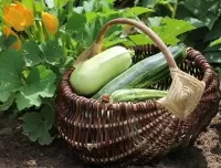 Rätsel Zucchini in a basket