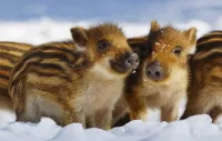 Puzzle Young boars