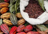 Puzzle cocoa beans
