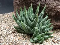 Quebra-cabeça Cactus