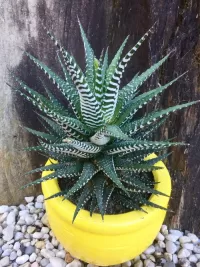 Rompecabezas Haworthia cactus