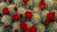 Zagadka Sixth cactus