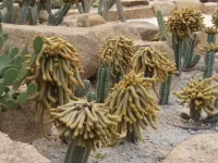 Quebra-cabeça Kaktusi 1