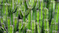 パズル Kaktusi