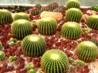Jigsaw Puzzle cacti