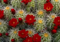 Jigsaw Puzzle Cacti in bloom
