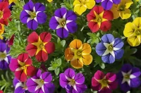 ジグソーパズル カリブラホア