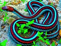 Puzzle California snake