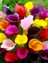 Zagadka Calla lilies