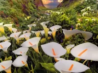 Jigsaw Puzzle Callas in mountains