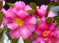 Quebra-cabeça Camellia