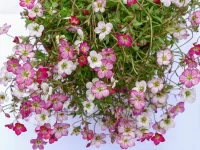 Jigsaw Puzzle Saxifraga Arends