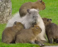 Zagadka Capybara with cubs