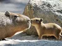 Слагалица Capybara with a baby