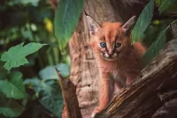 Puzzle Caracal