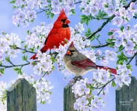 Jigsaw Puzzle Cardinals in the spring