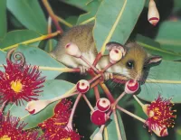Quebra-cabeça pygmy possum