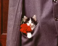 Quebra-cabeça Pocket cat