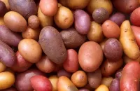 Zagadka Potato