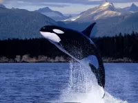 Rompecabezas Killer whale jumping