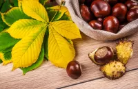 Jigsaw Puzzle Chestnuts