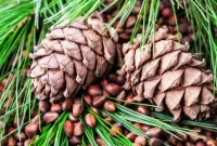 Jigsaw Puzzle Pine nuts