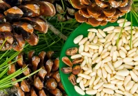 Rompicapo Pine nuts