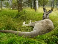 Rätsel Kangaroo