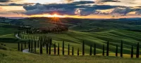 Puzzle Cypress Trees Of Tuscany