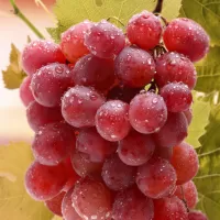 Jigsaw Puzzle A bunch of grapes