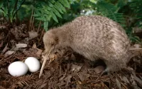 Zagadka Kiwi at the nest