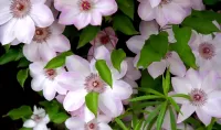 Jigsaw Puzzle Clematis